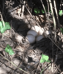 Spring is springing... - Incredible Eggs