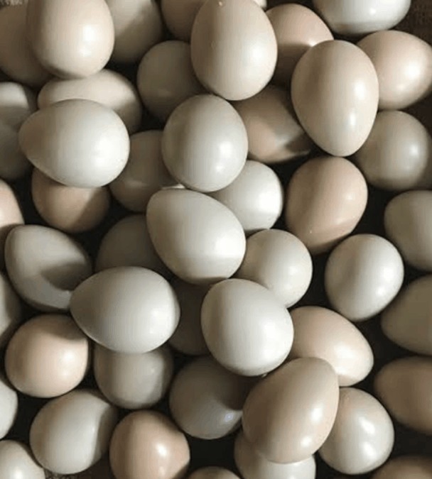 May 2019 Wildlife Conservation Our first grey partridge eggs arrive