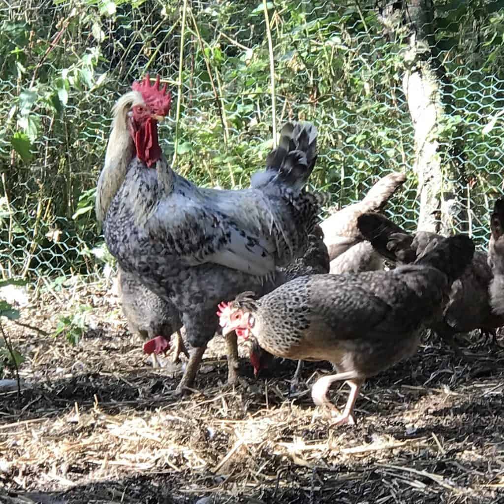 August 2019 Safeguarding Biodiversity Cream Legbars and their