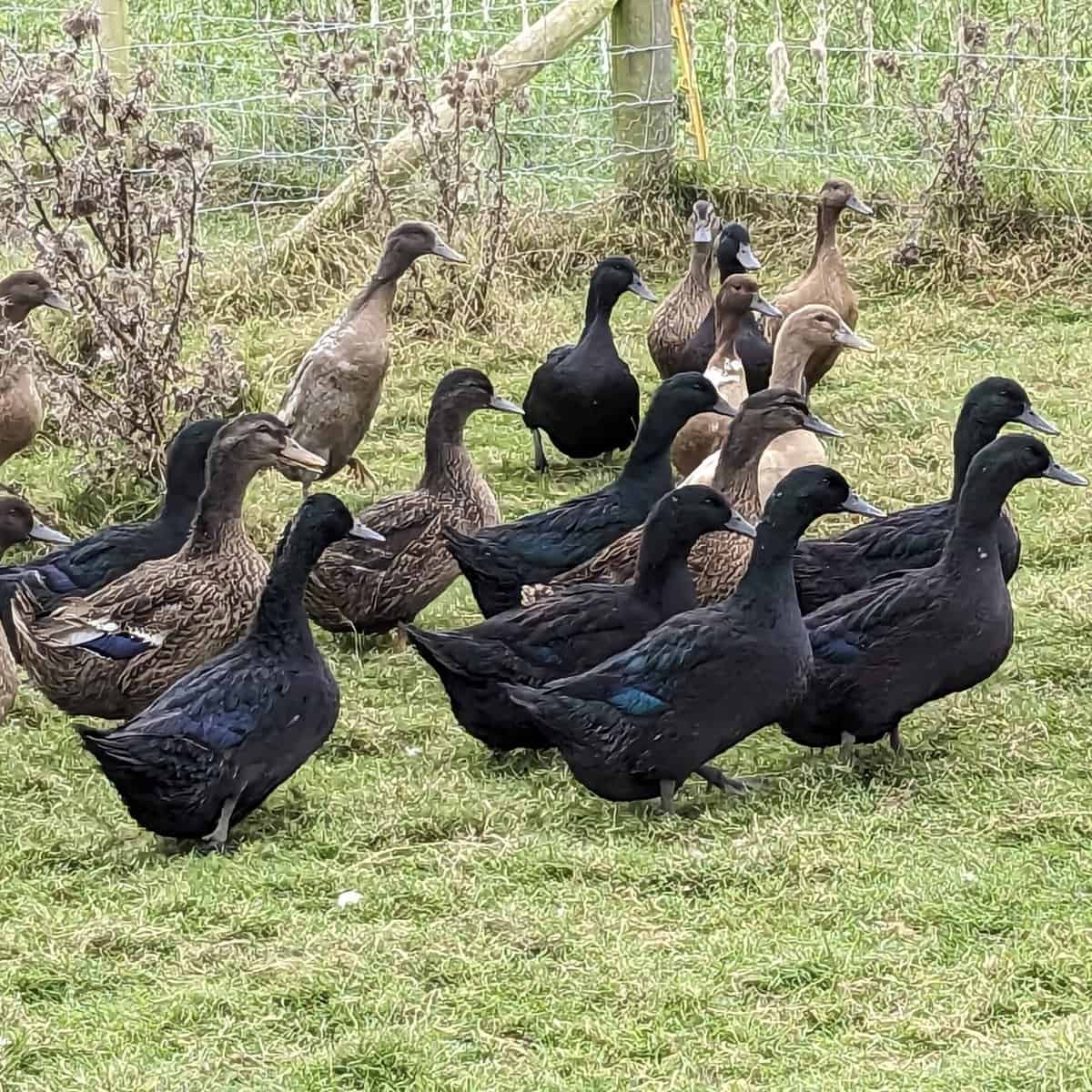 February 2024 Rare breeds in focus Meet our Cayuga ducks