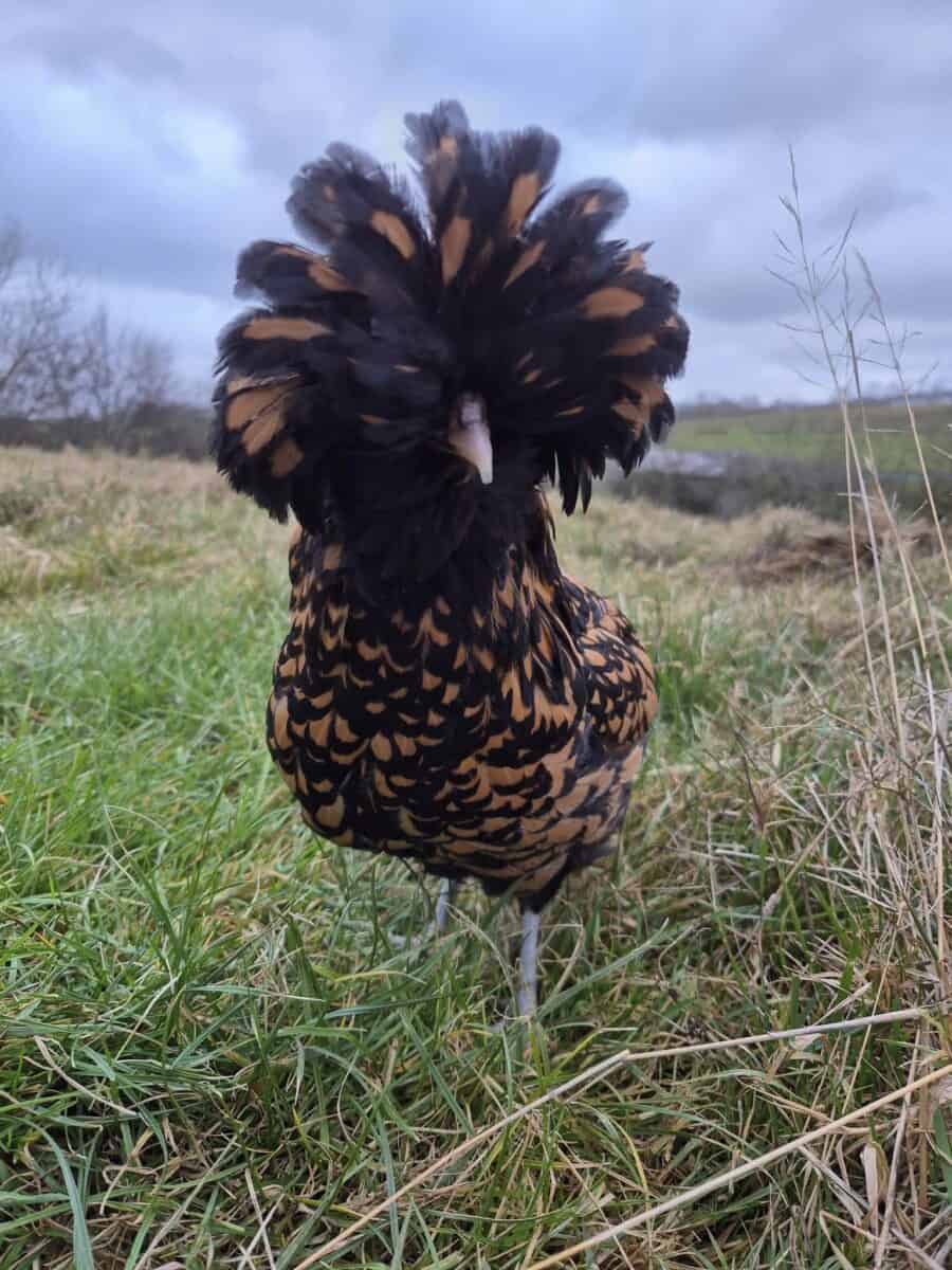polish chicks for sale | Heritage Poultry Farm